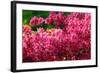 Pikn Azalea-Minerva Studio-Framed Photographic Print