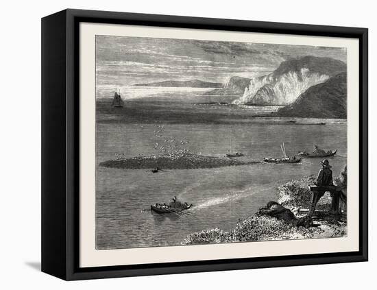 Pilchard Fishing Off the Lizard, UK-null-Framed Stretched Canvas