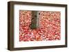 Pile of Autumn Leaves around Tree Trunk-Craig Tuttle-Framed Photographic Print