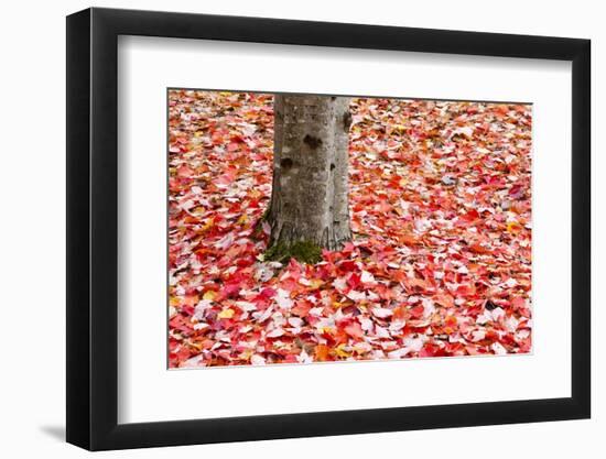 Pile of Autumn Leaves around Tree Trunk-Craig Tuttle-Framed Photographic Print