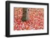 Pile of Autumn Leaves around Tree Trunk-Craig Tuttle-Framed Photographic Print