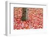 Pile of Autumn Leaves around Tree Trunk-Craig Tuttle-Framed Photographic Print