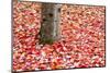 Pile of Autumn Leaves around Tree Trunk-Craig Tuttle-Mounted Photographic Print