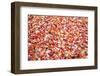 Pile of Autumn Leaves-Craig Tuttle-Framed Photographic Print