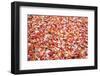 Pile of Autumn Leaves-Craig Tuttle-Framed Photographic Print