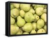 Pile of Pears-null-Framed Stretched Canvas