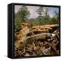 Pile of Rusted Car Shells in an Automobile Junkyard-Walker Evans-Framed Stretched Canvas