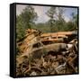 Pile of Rusted Car Shells in an Automobile Junkyard-Walker Evans-Framed Stretched Canvas