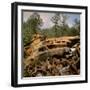 Pile of Rusted Car Shells in an Automobile Junkyard-Walker Evans-Framed Photographic Print