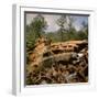 Pile of Rusted Car Shells in an Automobile Junkyard-Walker Evans-Framed Photographic Print