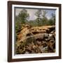 Pile of Rusted Car Shells in an Automobile Junkyard-Walker Evans-Framed Photographic Print