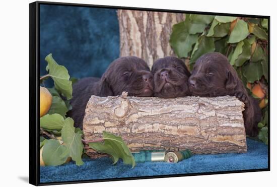 Pile of Sleeping Labrador Retriever Puppies-Zandria Muench Beraldo-Framed Stretched Canvas