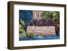 Pile of Sleeping Labrador Retriever Puppies-Zandria Muench Beraldo-Framed Photographic Print