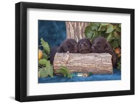 Pile of Sleeping Labrador Retriever Puppies-Zandria Muench Beraldo-Framed Photographic Print