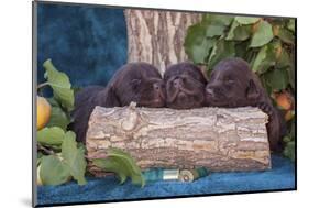 Pile of Sleeping Labrador Retriever Puppies-Zandria Muench Beraldo-Mounted Photographic Print