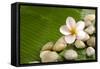 Pile of Stones with Frangipani on Banana Leaf-crystalfoto-Framed Stretched Canvas