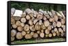 Pile of Wood Logs Ready for Winter-Madredus-Framed Stretched Canvas