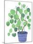 Pilea Plant-Elizabeth Rider-Mounted Giclee Print