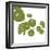 Pilea-Trish Sierer-Framed Art Print