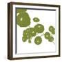 Pilea-Trish Sierer-Framed Art Print