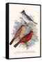 Pileated Finch and Red Crested Finch-F.w. Frohawk-Framed Stretched Canvas