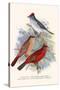 Pileated Finch and Red Crested Finch-F.w. Frohawk-Stretched Canvas