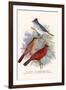 Pileated Finch and Red Crested Finch-F.w. Frohawk-Framed Art Print