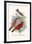 Pileated Finch and Red Crested Finch-F.w. Frohawk-Framed Art Print