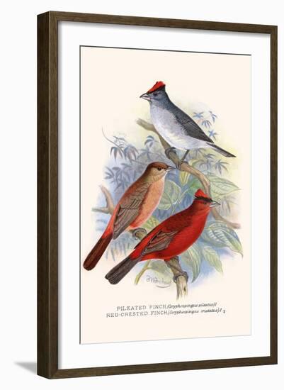 Pileated Finch and Red Crested Finch-F.w. Frohawk-Framed Art Print