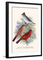 Pileated Finch and Red Crested Finch-F.w. Frohawk-Framed Art Print