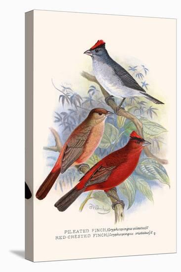 Pileated Finch and Red Crested Finch-F.w. Frohawk-Stretched Canvas