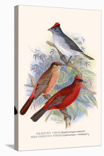 Pileated Finch and Red Crested Finch-F.w. Frohawk-Stretched Canvas