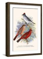 Pileated Finch and Red Crested Finch-F.w. Frohawk-Framed Art Print