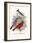 Pileated Finch and Red Crested Finch-F.w. Frohawk-Framed Art Print