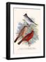 Pileated Finch and Red Crested Finch-F.w. Frohawk-Framed Art Print