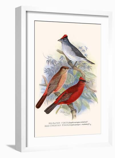 Pileated Finch and Red Crested Finch-F.w. Frohawk-Framed Art Print