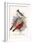 Pileated Finch and Red Crested Finch-F.w. Frohawk-Framed Art Print