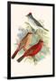 Pileated Finch and Red Crested Finch-F.w. Frohawk-Framed Art Print