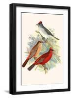 Pileated Finch and Red Crested Finch-F.w. Frohawk-Framed Art Print