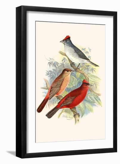 Pileated Finch and Red Crested Finch-F.w. Frohawk-Framed Art Print