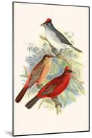 Pileated Finch and Red Crested Finch-F.w. Frohawk-Mounted Art Print