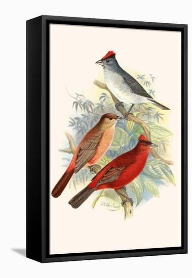 Pileated Finch and Red Crested Finch-F.w. Frohawk-Framed Stretched Canvas