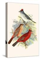 Pileated Finch and Red Crested Finch-F.w. Frohawk-Stretched Canvas