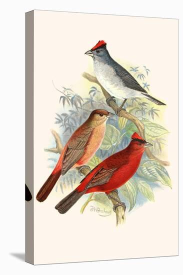 Pileated Finch and Red Crested Finch-F.w. Frohawk-Stretched Canvas