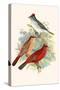 Pileated Finch and Red Crested Finch-F.w. Frohawk-Stretched Canvas