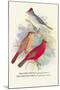 Pileated Finch, Red-Crested Finch-Arthur G. Butler-Mounted Art Print