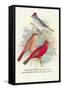 Pileated Finch, Red-Crested Finch-Arthur G. Butler-Framed Stretched Canvas