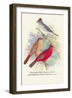 Pileated Finch, Red-Crested Finch-Arthur G. Butler-Framed Art Print