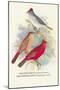 Pileated Finch, Red-Crested Finch-Arthur G. Butler-Mounted Art Print