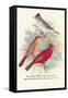 Pileated Finch, Red-Crested Finch-Arthur G. Butler-Framed Stretched Canvas